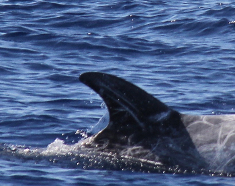 RightDorsal