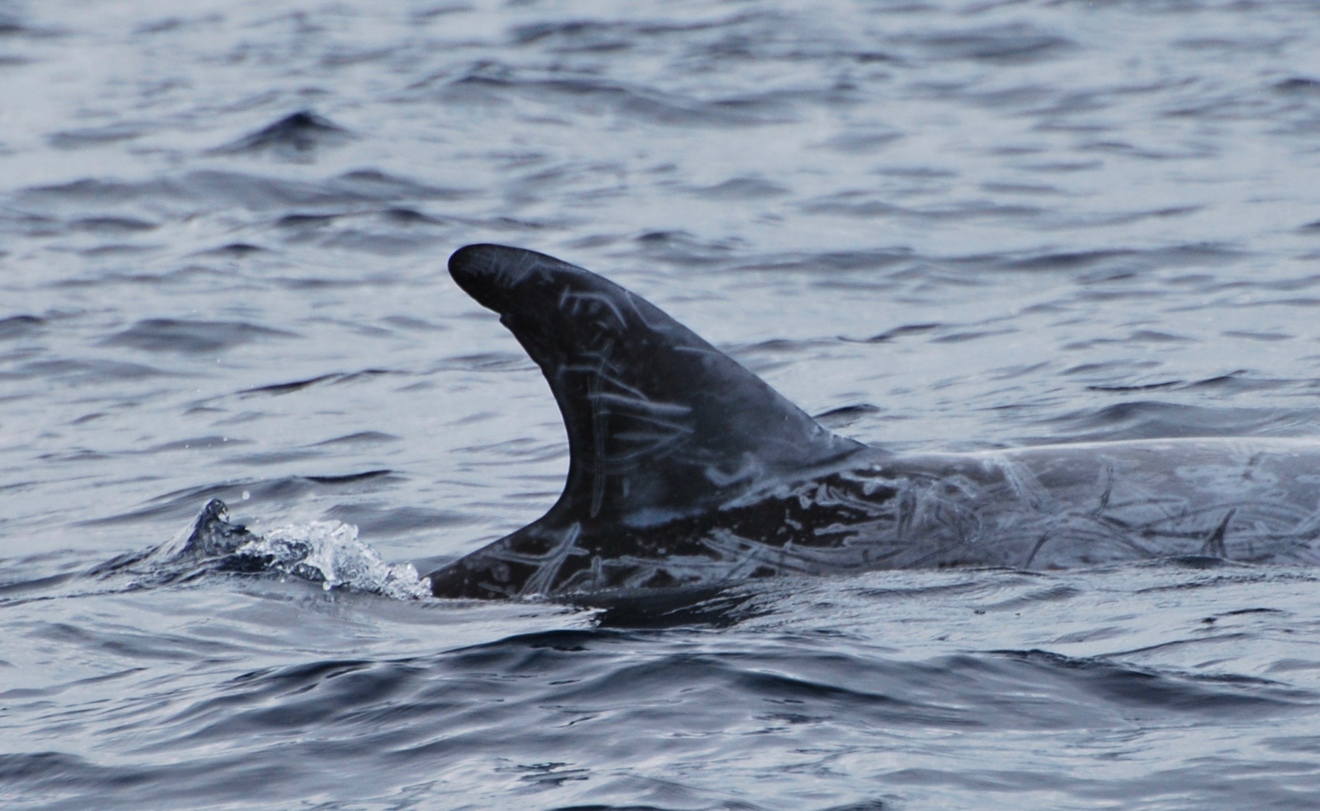 RightDorsal