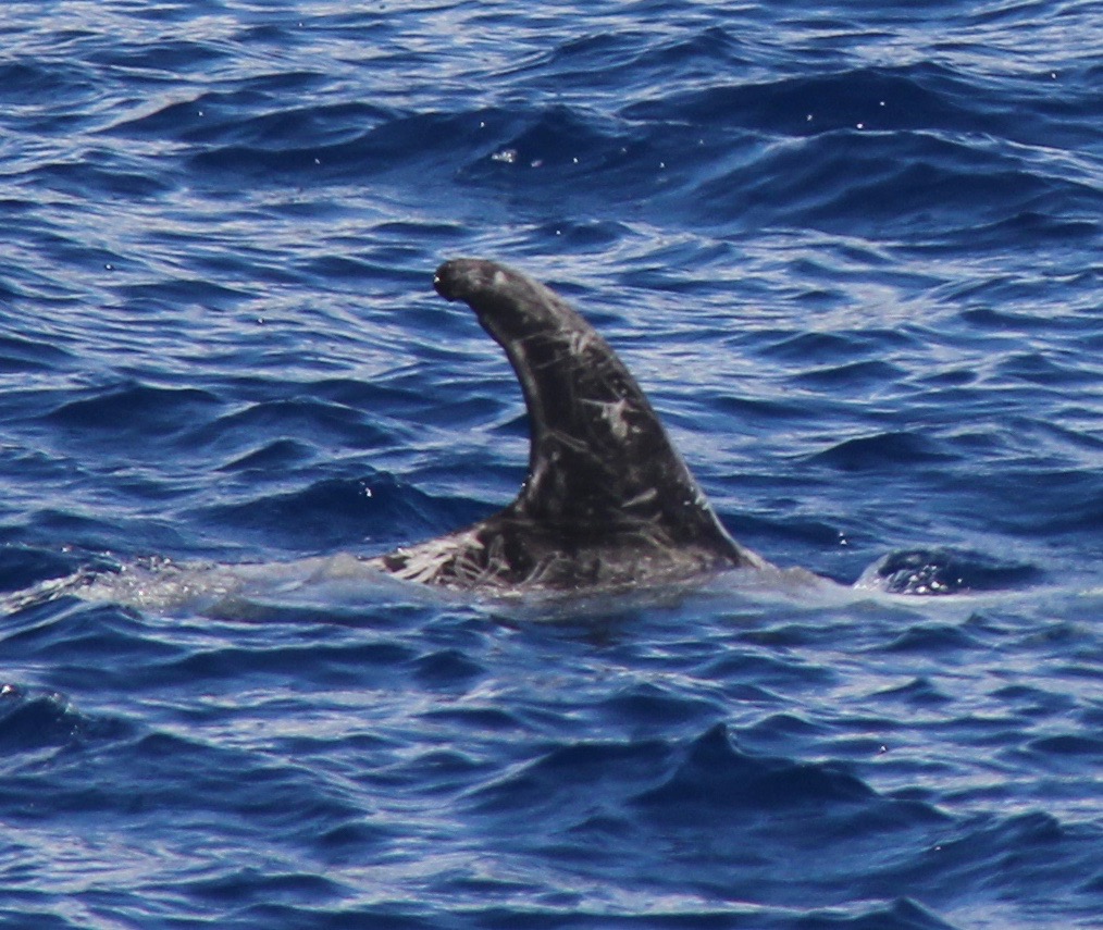 RightDorsal