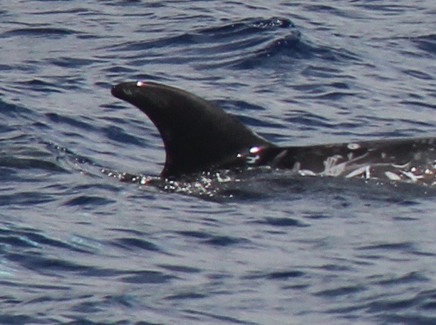 RightDorsal