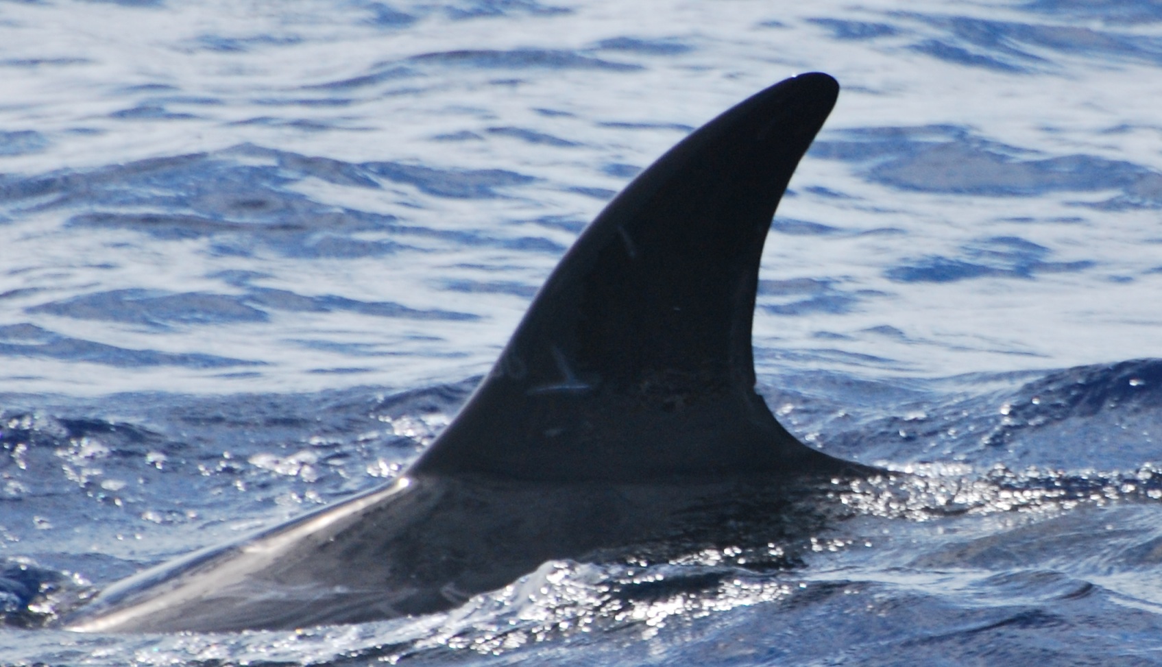 LeftDorsal