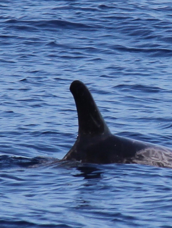 RightDorsal