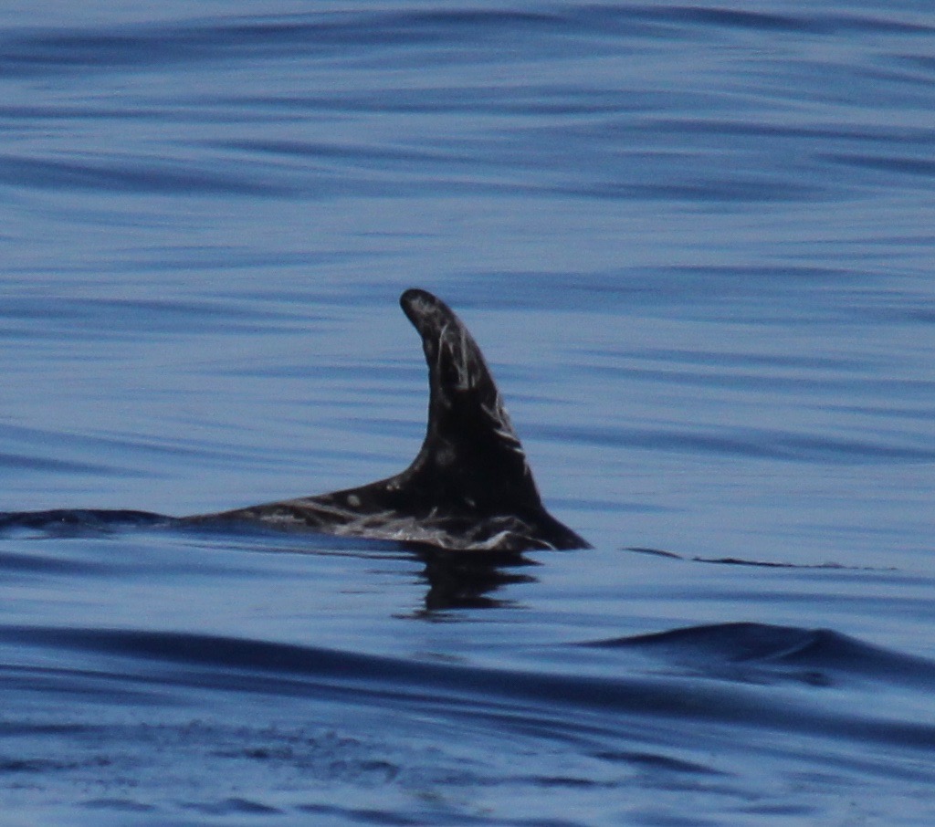 RightDorsal