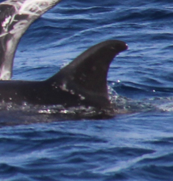 LeftDorsal