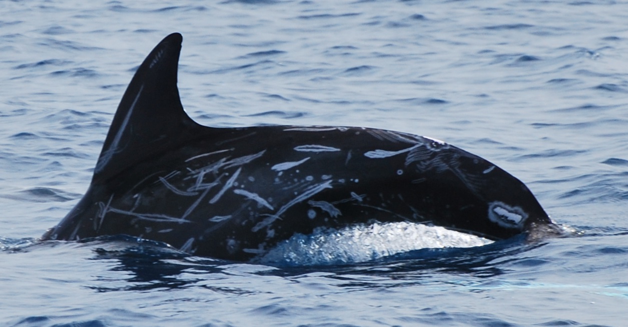 LeftDorsal