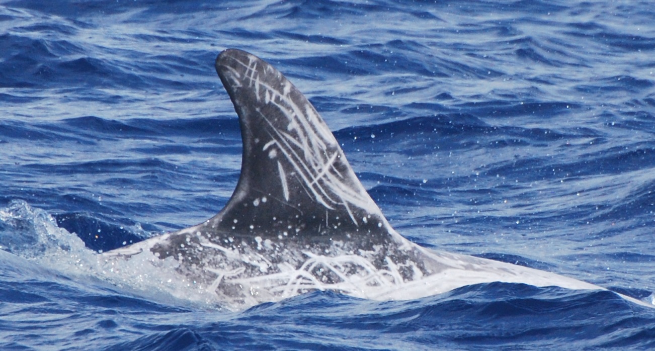 RightDorsal