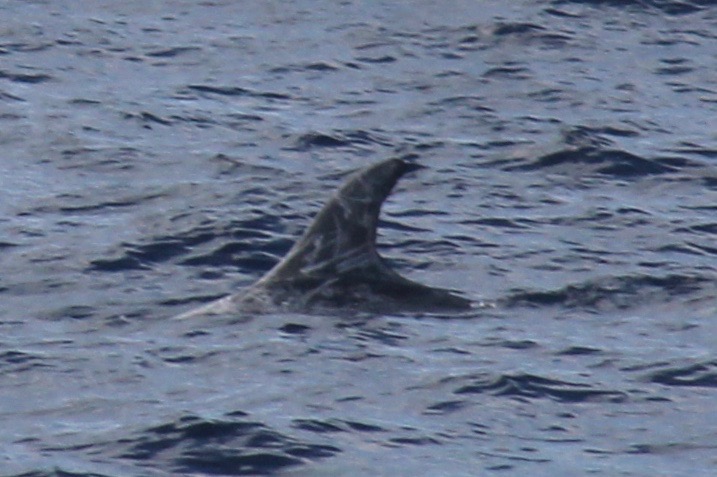 LeftDorsal