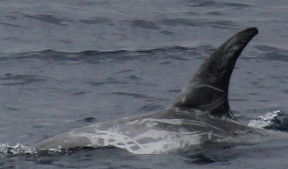 LeftDorsal
