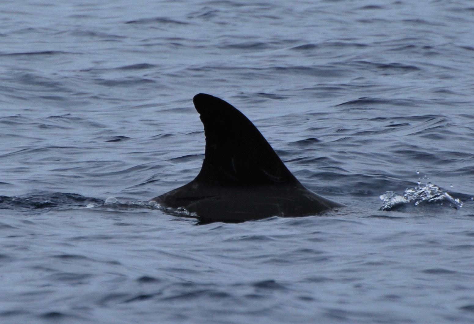 RightDorsal