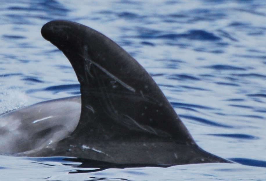 RightDorsal