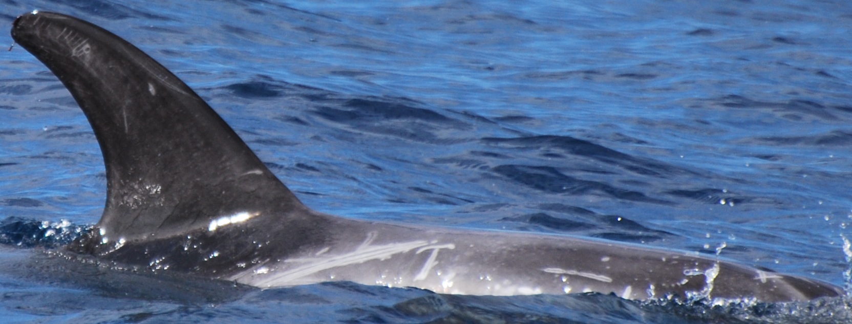 RightDorsal