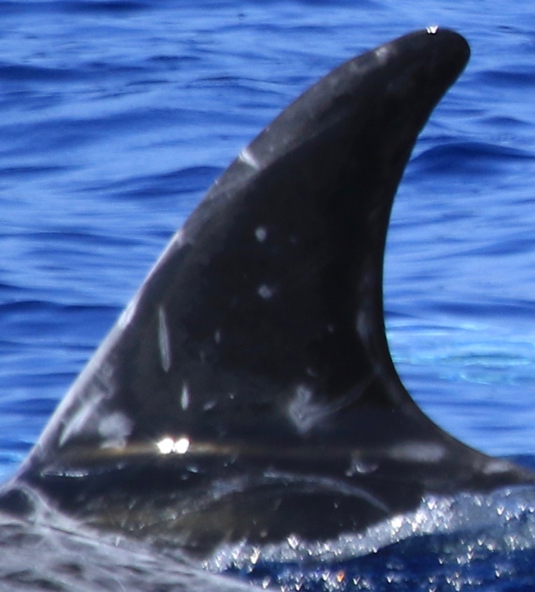 LeftDorsal