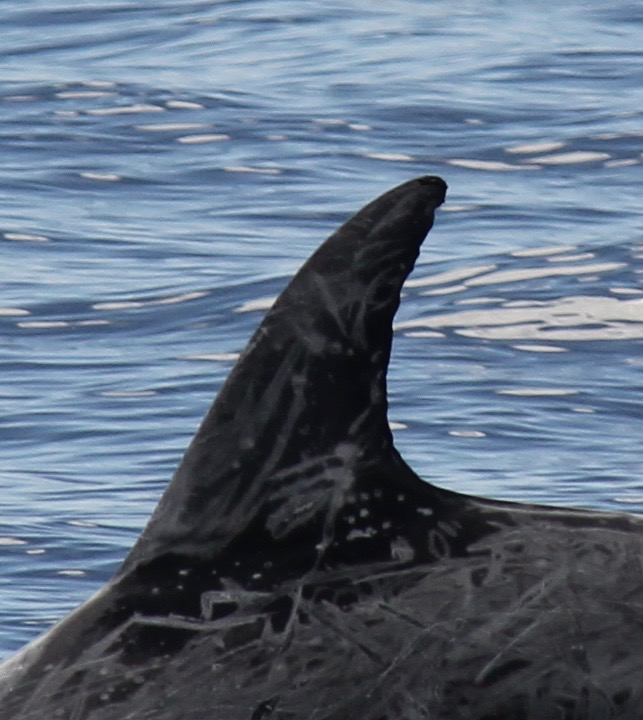 LeftDorsal