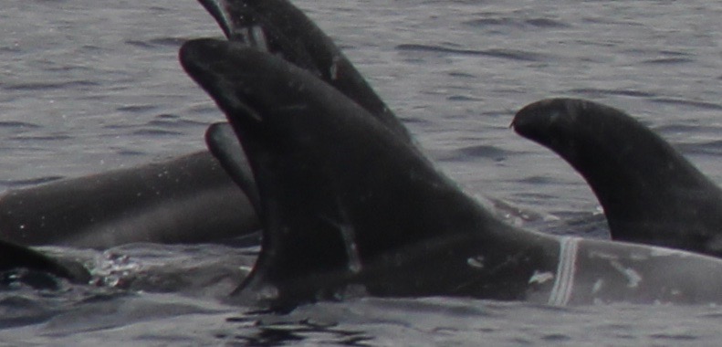 RightDorsal