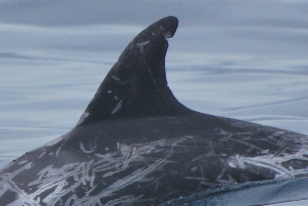 LeftDorsal