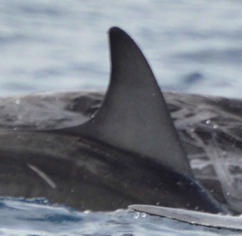 RightDorsal