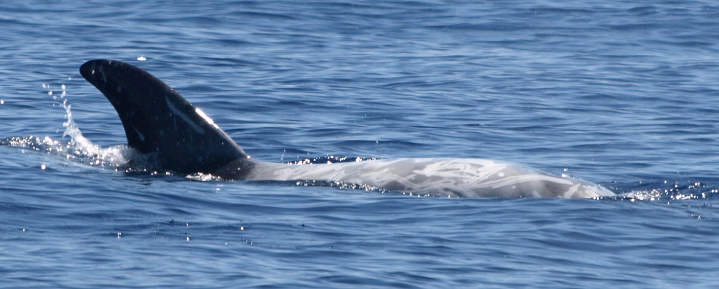 RightDorsal