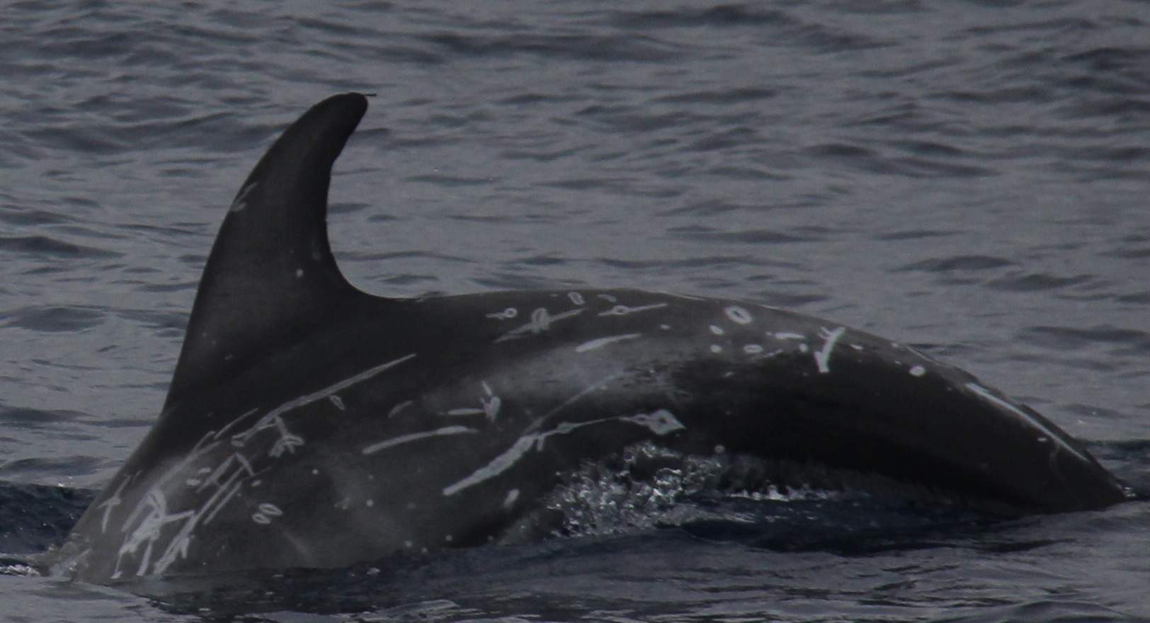 LeftDorsal
