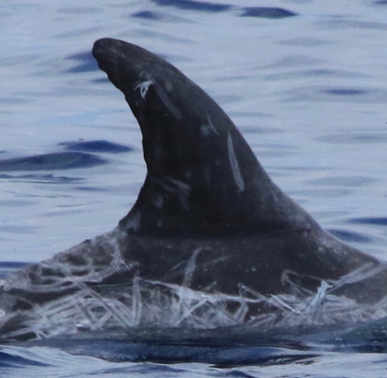 RightDorsal