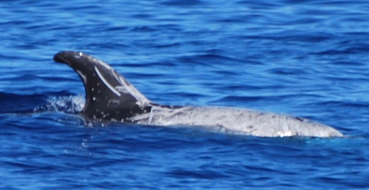 RightDorsal
