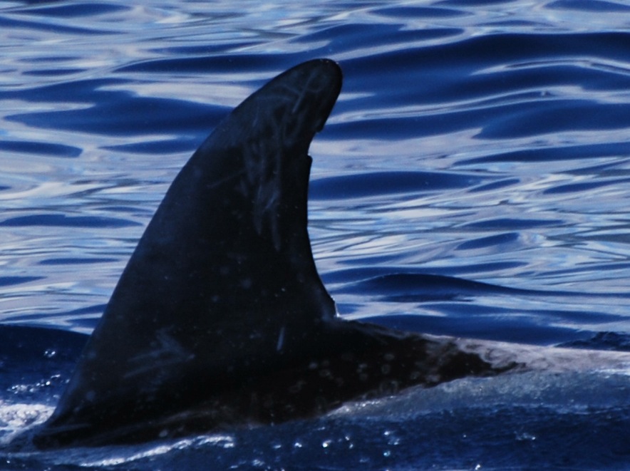 LeftDorsal