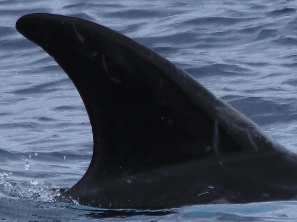 RightDorsal