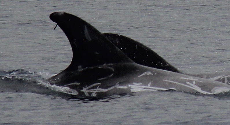 RightDorsal