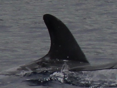 RightDorsal