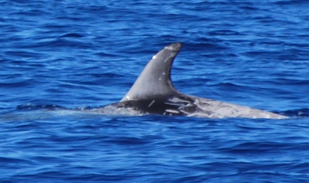 LeftDorsal
