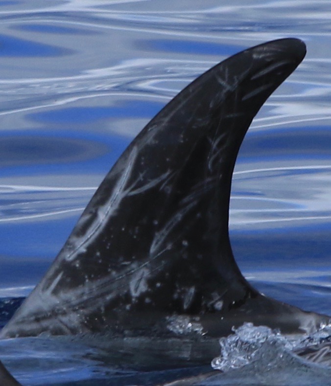 LeftDorsal