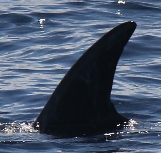 LeftDorsal